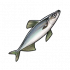 毛鳞鱼.png