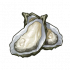 生蚝.png