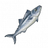 马鲛鱼.png