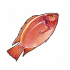 红罗非鱼.png