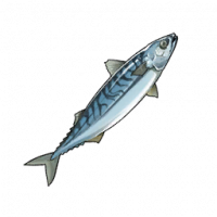 鲭鱼.png