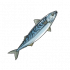 鲭鱼.png