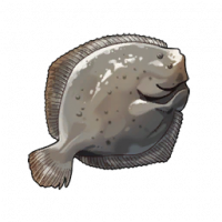 多宝鱼.png