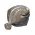 多宝鱼.png