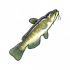 鲶鱼.png