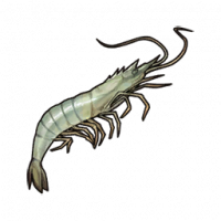 虾.png