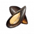 贻贝.png