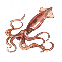 鱿鱼.png