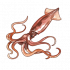 鱿鱼.png