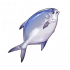 鲳鱼.png