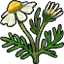 Herb chamomile icon.png