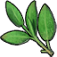 Herb salvia icon.png
