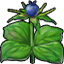 Herb paris icon.png