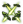 妖精的新芽.png