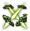 妖精的新芽.png