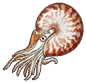 鹦鹉螺.png