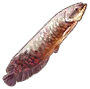 红鳞骨舌鱼.png