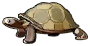 海龟.png