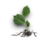 Hazel sprout.png