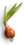 Small_onion.png