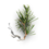 Pine sprout.png