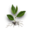 Elm sprout.png