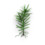 Juniper sprout.png