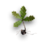 Oak sprout.png