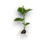 Mulberry sprout.png