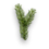 Spruce sprout.png