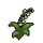 铃兰花2.png