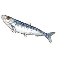 文件:沙丁鱼.png