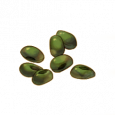 植物种子.png