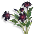 照片花 秦彻.png