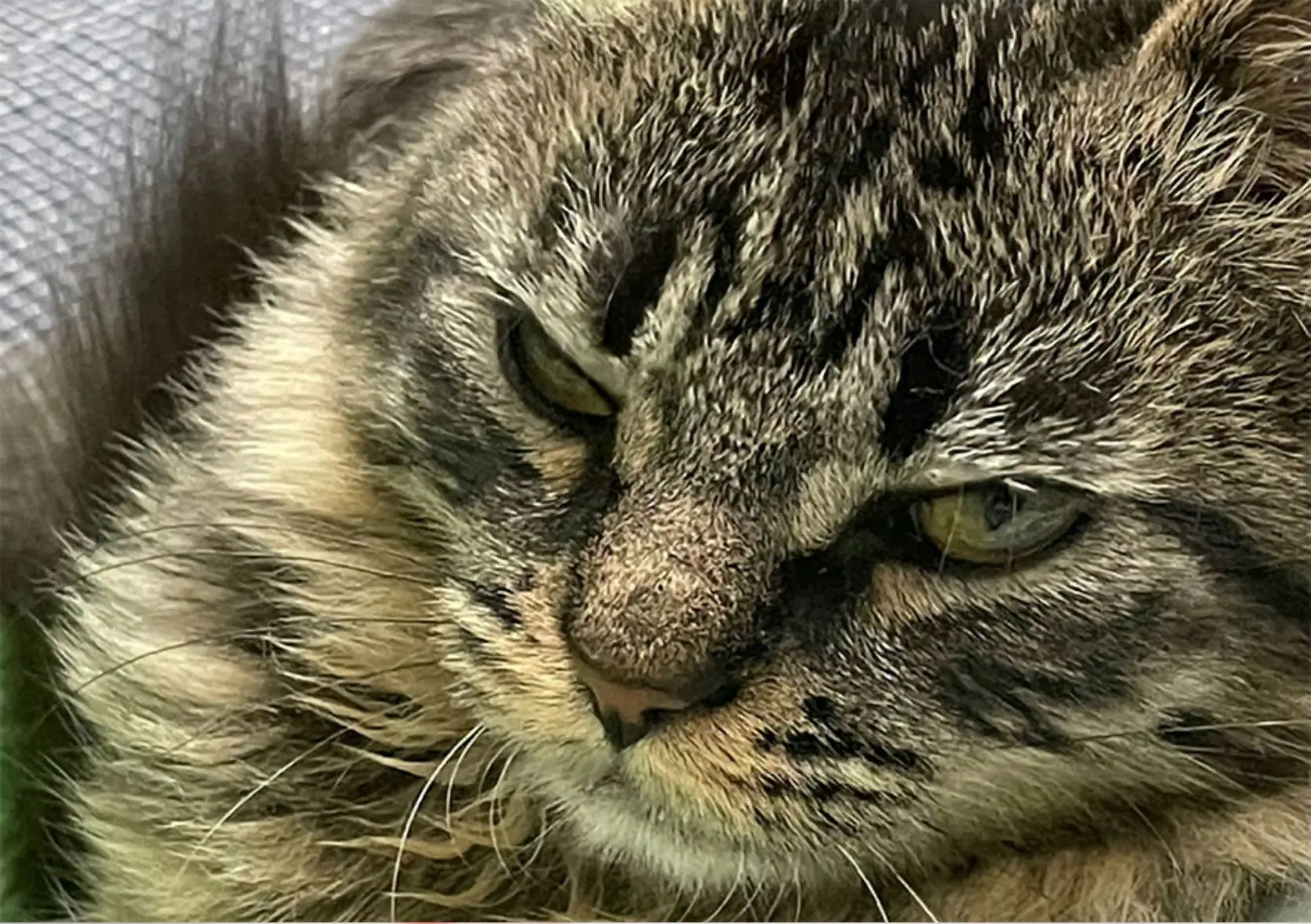 猫猫.png