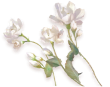 照片花 黎深.png