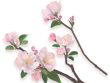 照片花 夏以昼.png