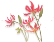 照片花 祁煜.png