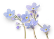 照片花 沈星回.png