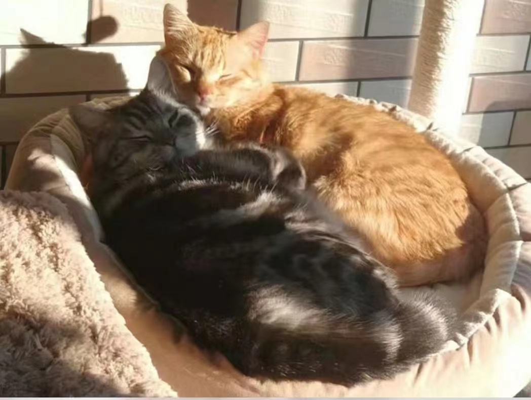 沈星回-猫.jpg