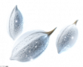 卡利花种子.png