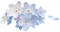 星辰花.png
