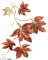 服饰-落枫.png