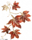 服饰-落枫.png