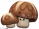 香香菇.png