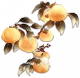 如意柿.png
