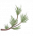 青松.png