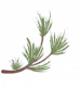 青松.png