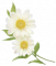白晶菊.png