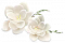 白茉莉.png
